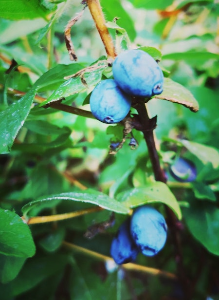 Blåbärstry 'Strawberry Sensation' (Storlek: Mindre)