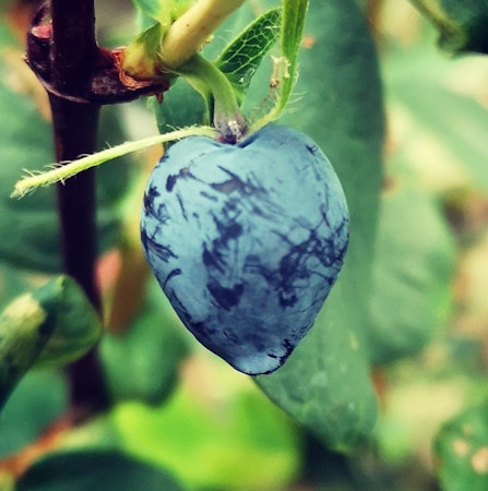 Blåbärstry 'Giants Heart' (Storlek: Mindre)