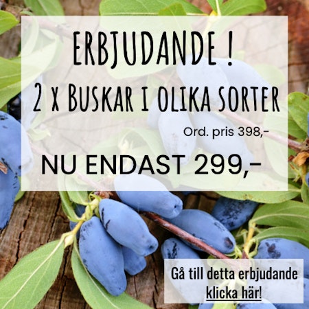 2 x Mindre buskar i olika sorter