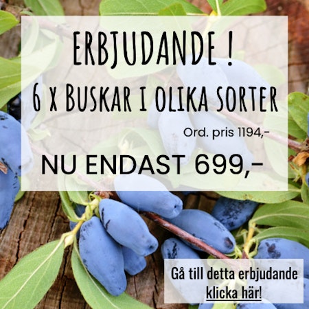 6 x Mindre buskar i olika sorter