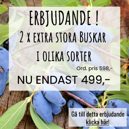 2 x Större buskar, i olika sorter
