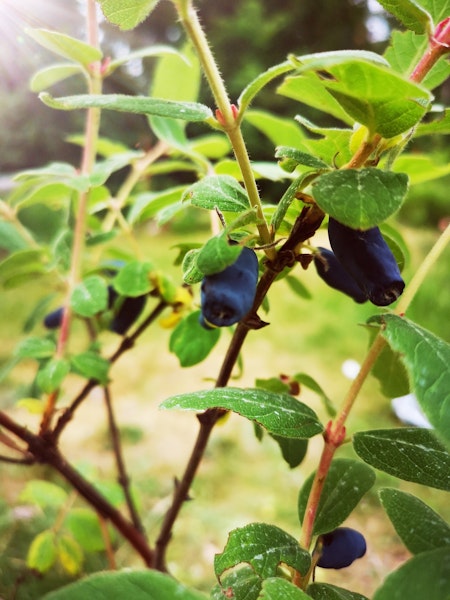 Blåbärstry 'Jolanta' (Evie) (Storlek: Mindre)