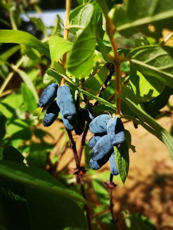 Blåbärstry 'Borealis / Myberry Sweet' (Storlek: Mindre)