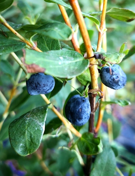 Blåbärstry 'Blue Treasure' (Storlek: Större)