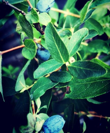 Blåbärstry 'Wojtek' (Larisa/Purple Passion) (Storlek: Mindre)