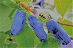 Blåbärstry 'Blue Banana' (Storlek: Större)