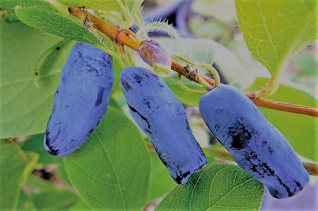Blåbärstry 'Blue Banana' (Storlek: Större)
