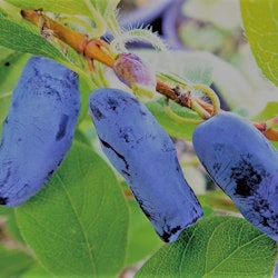 Blåbärstry 'Blue Banana' (Storlek: Större)