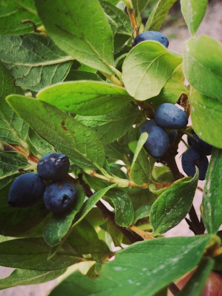 Blåbärstry 'Blue Velvet' (Storlek: Mindre)
