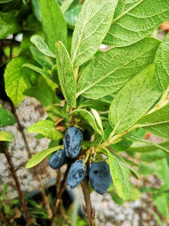 Blåbärstry 'Blue Star' 30-70 cm
