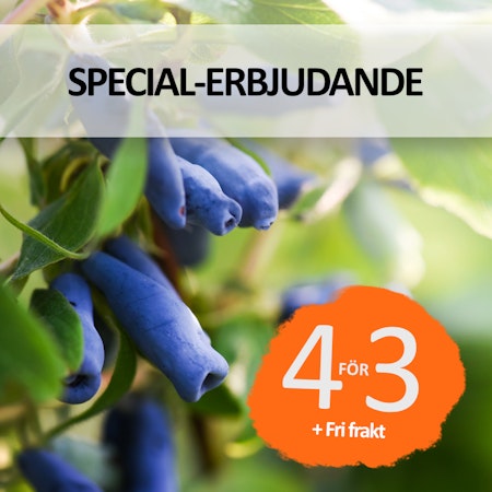 Special-erbjudande - Stora buskar blåbärstry