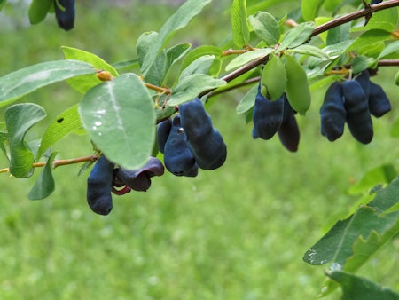Blåbärstry 'Boreal Beauty' (Storlek: Mindre)