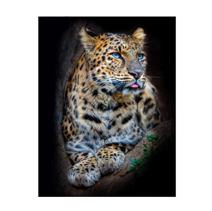 Diamanttavla (R) Leopard In Night 50x70