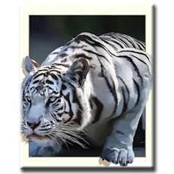 Diamanttavla Tiger With Frame 50x70 - Leveranstid 1-3 Dagar