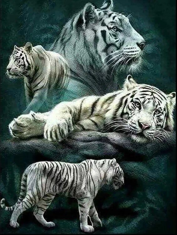 Diamanttavla (R) White Tigers 50x70