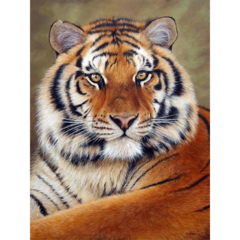 Diamanttavla Tiger 30x40