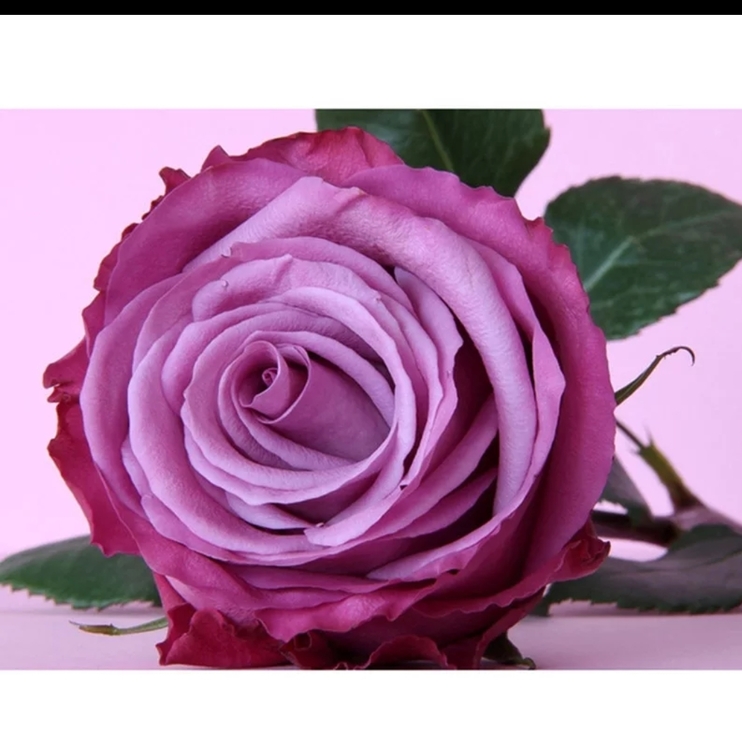 Diamanttavla Pretty Purple Rose 30x40