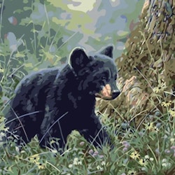 Paint By Numbers Baby Bear 40x50