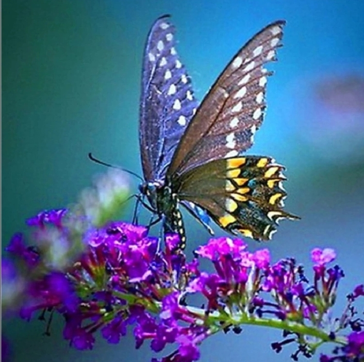 Diamanttavla Butterfly Purple Flower 40x40