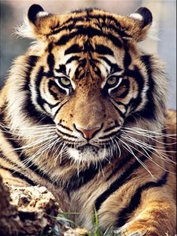 Diamanttavla Tiger Look 40x50
