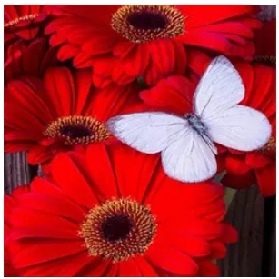 Diamanttavla (R) Butterfly On Red Flowers 30x40