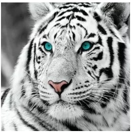 Diamanttavla Blue Eye White Tiger 50x50