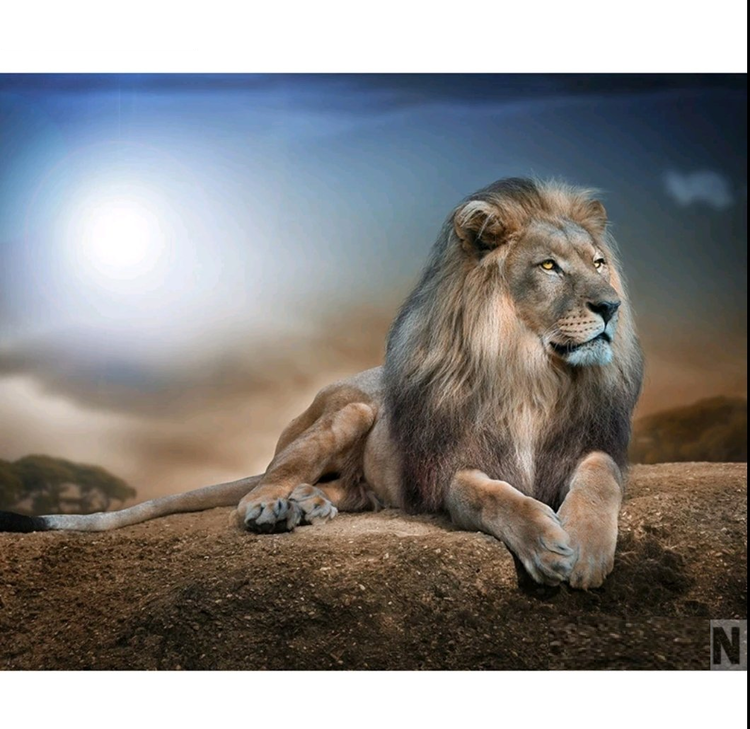 Diamanttavla Lion King 50x40