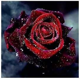 Diamanttavla (R) Rose Raindrops 30x30