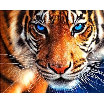Diamanttavla Tiger Blue Eye 40x50