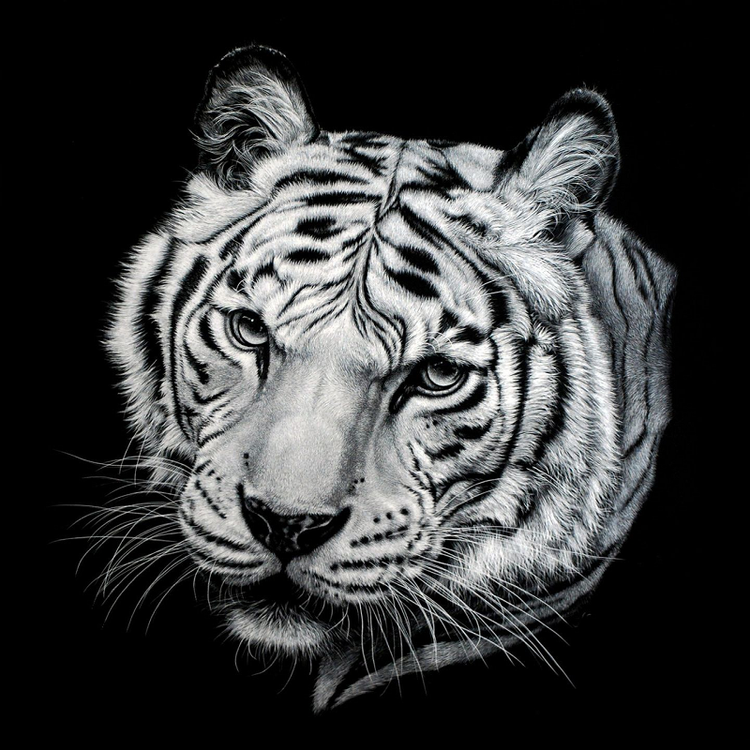Diamanttavla Black And White Tiger 40x40