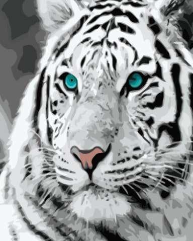Paint By Numbers White Tiger 40x50