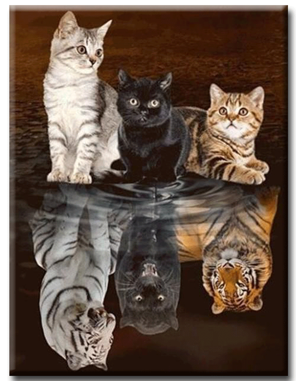 Diamanttavla Cats Big And Small 40x50