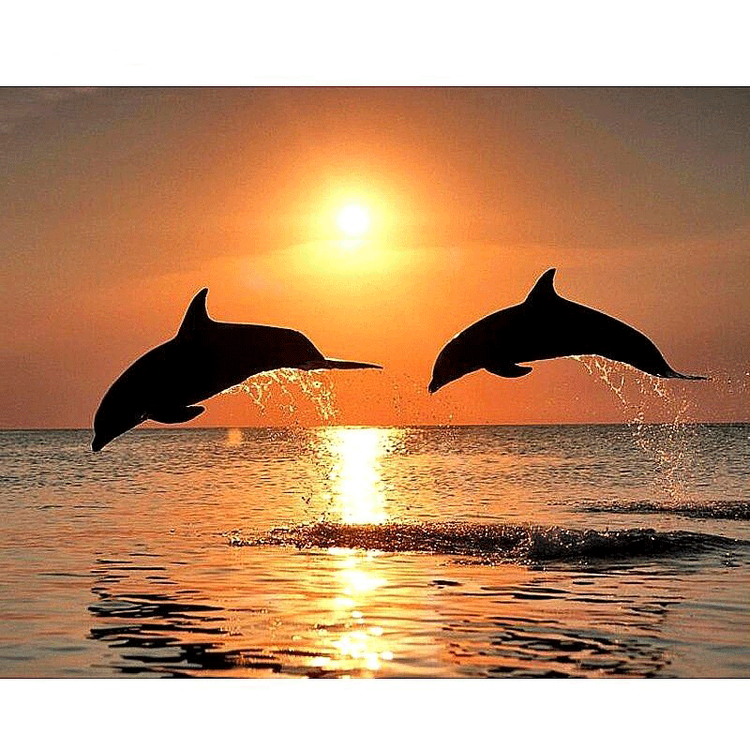 Diamanttavla Sunset Dolphins 40x50