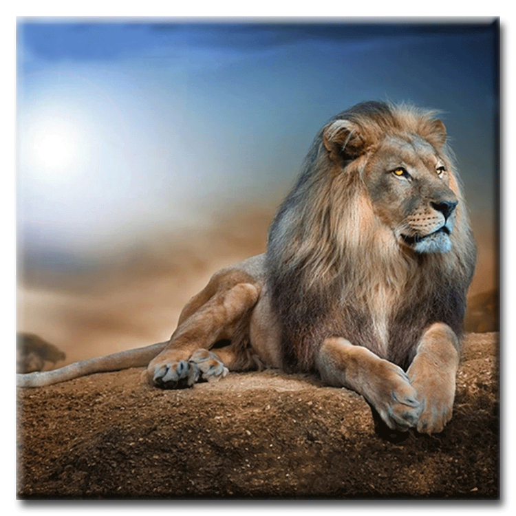 Diamanttavla (R) Lion King 50x50