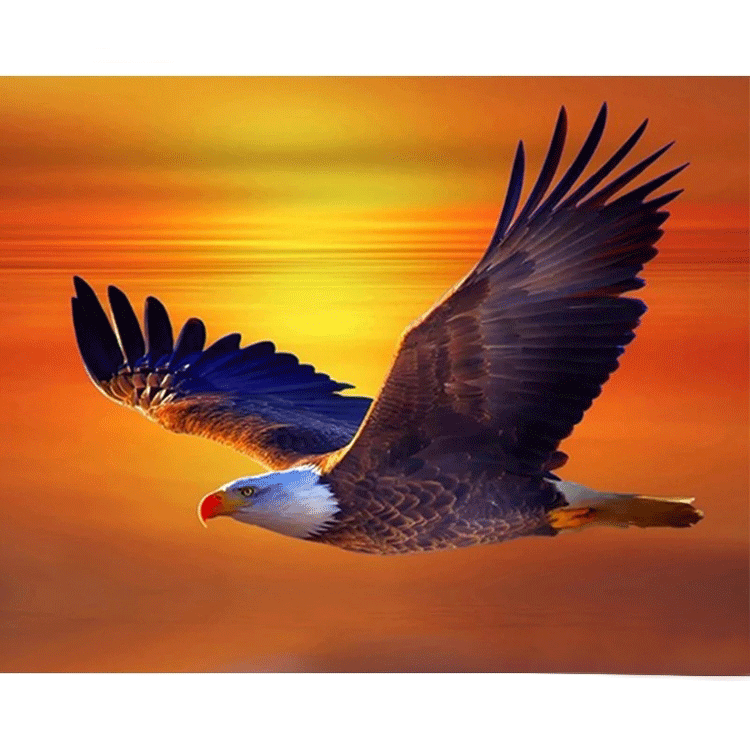 Diamanttavla (R) Sunset Eagle 40x50