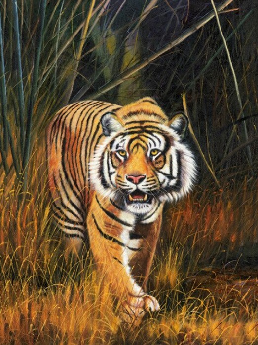Diamanttavla Tiger In Night 40x50