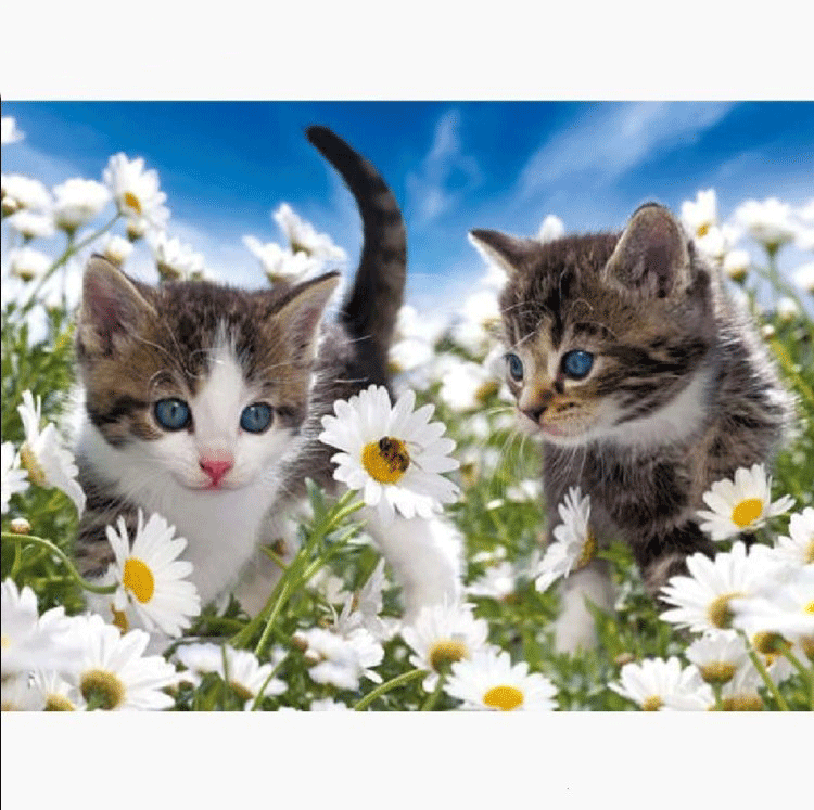 Diamanttavla Summer Flower Kittens 40x50