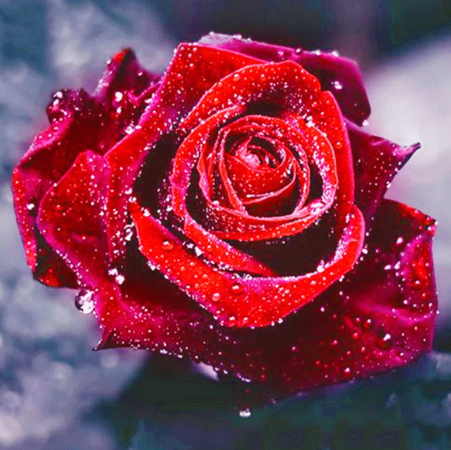 Diamanttavla Red Rose 30x30 - Leveranstid 1-3 Dagar