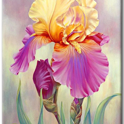 Diamanttavla (R) Iris Flower 40x50