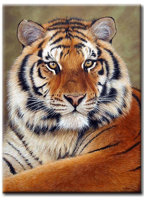 Diamanttavla (R) Tiger 40x50