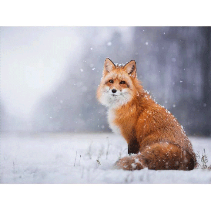 Diamanttavla Snow Fox 40x50