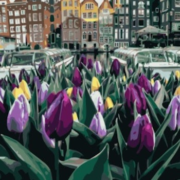 Paint By Numbers City Purple Tulips 50x70