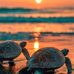 Diamanttavla (R) Turtles Sunset 40x50