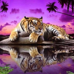 Diamanttavla Tiger Exotic Nature 50x50