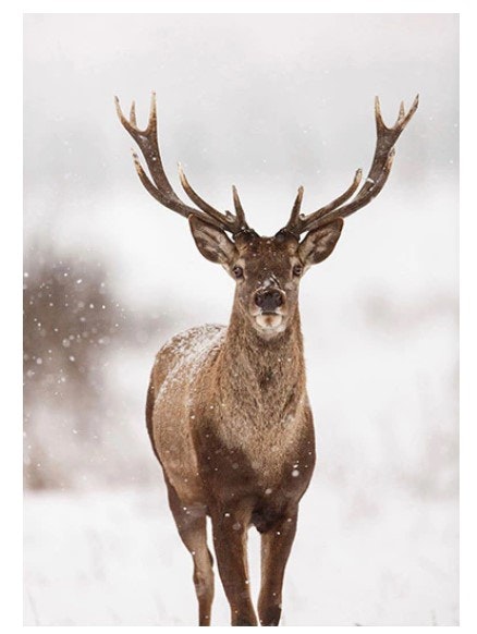 Diamanttavla (R) Deer In Snow 50x70 - Leveranstid 1-3 Dagar
