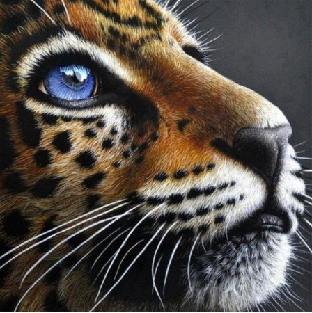Diamanttavla Leopard With Blue Eyes 40x40 - Leveranstid 1-3 Dagar