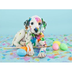 Diamanttavla Dog With Colors 40x50 - Leveranstid 1-3 Dagar