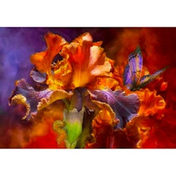 Diamanttavla Color Iris 40x50 - Leveranstid 1-3 Dagar