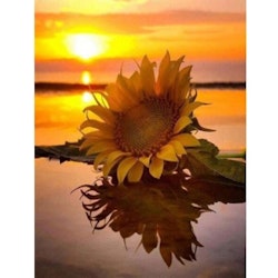Diamanttavla Sunflower Sunset 30x40