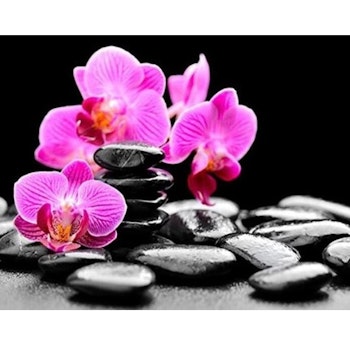 Diamanttavla Orchids Black Stones 30x40